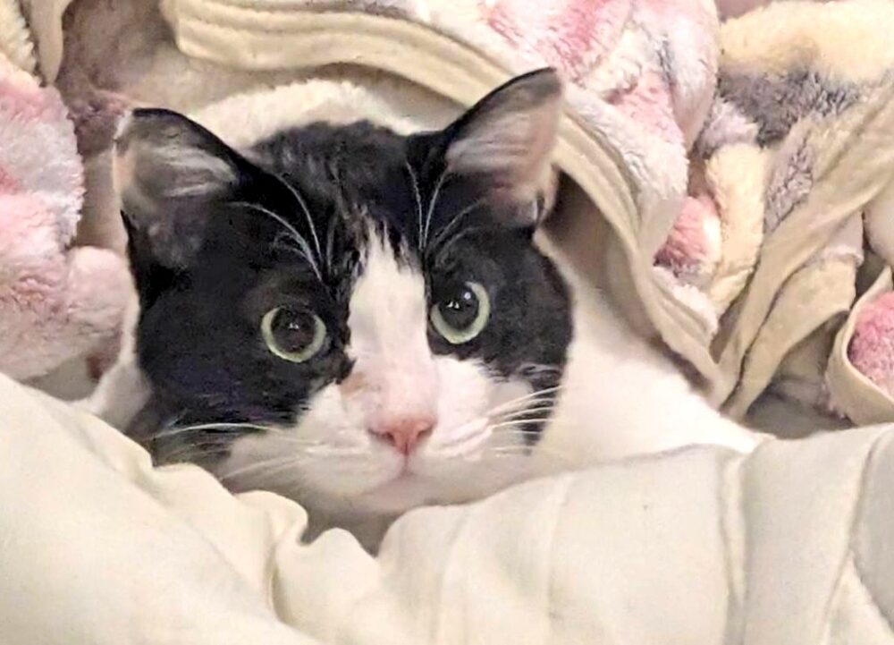 モノたろう