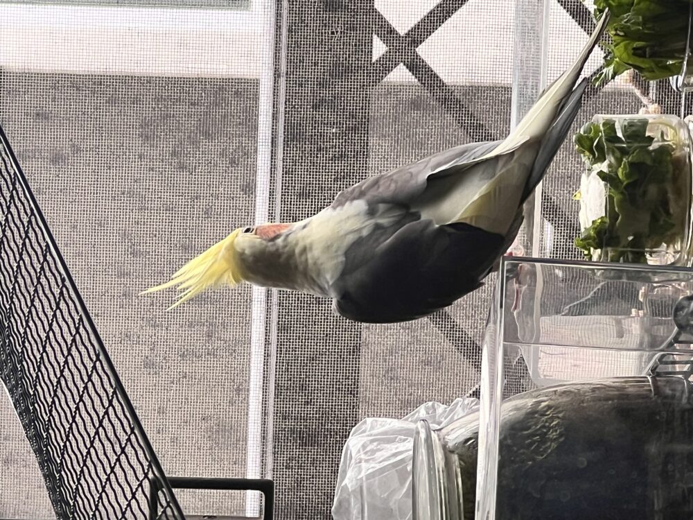 お菊