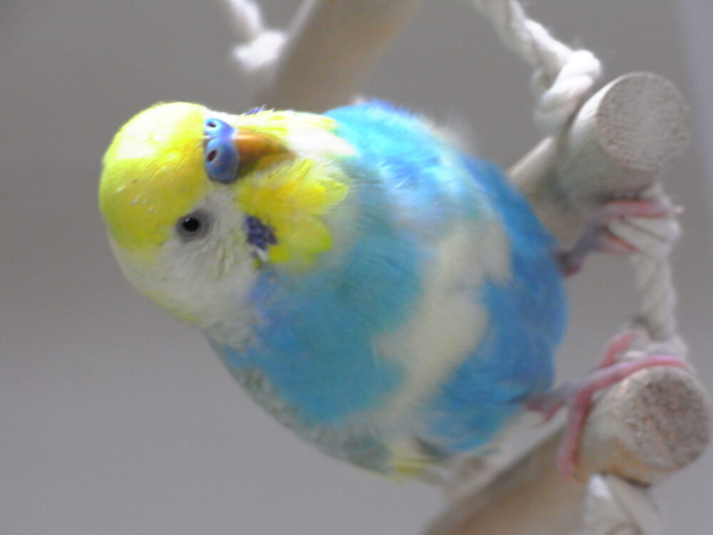 たつ