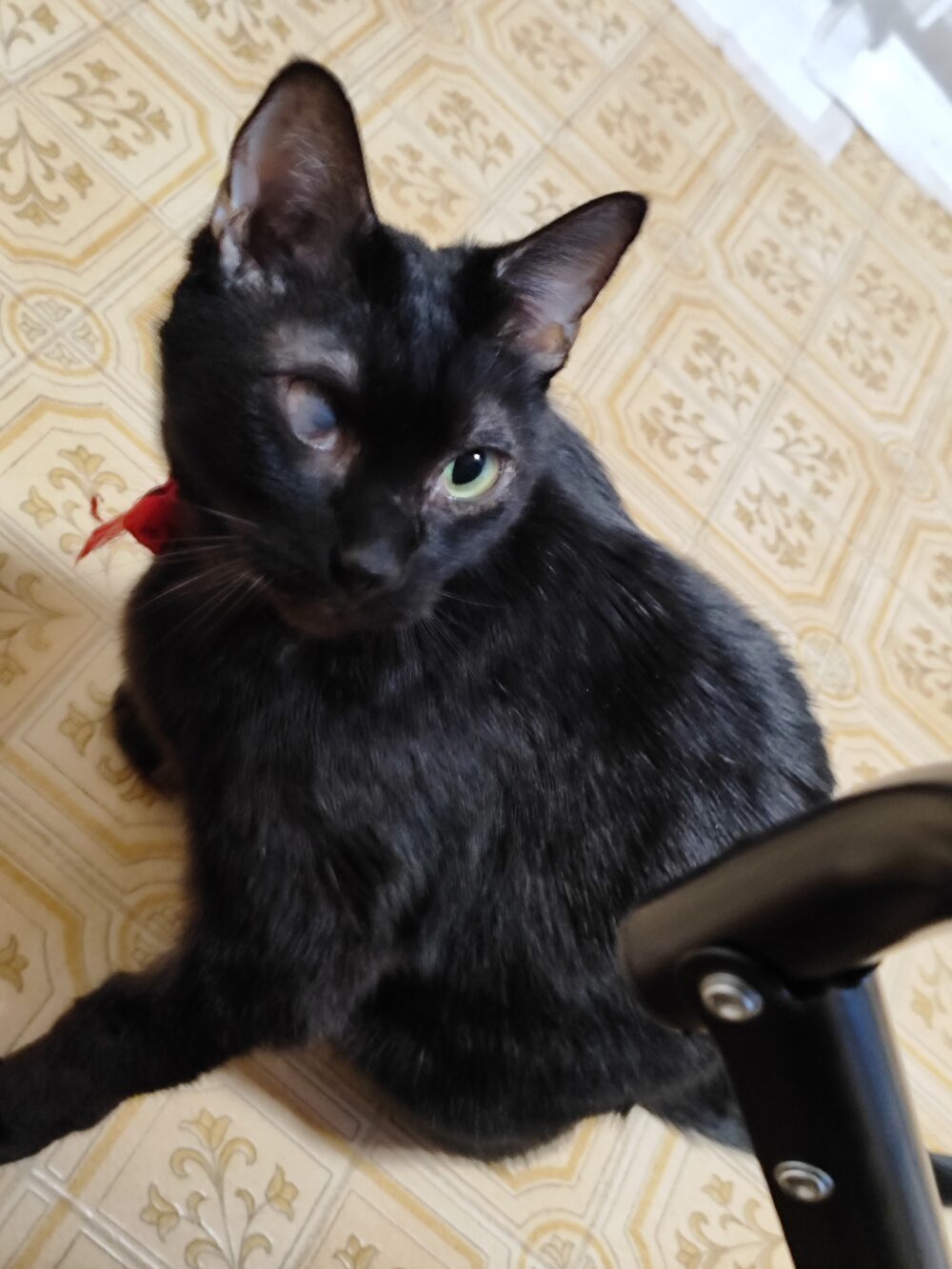 おねこ