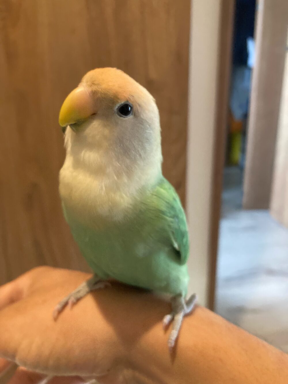 ゆきさくはるすいももれもん