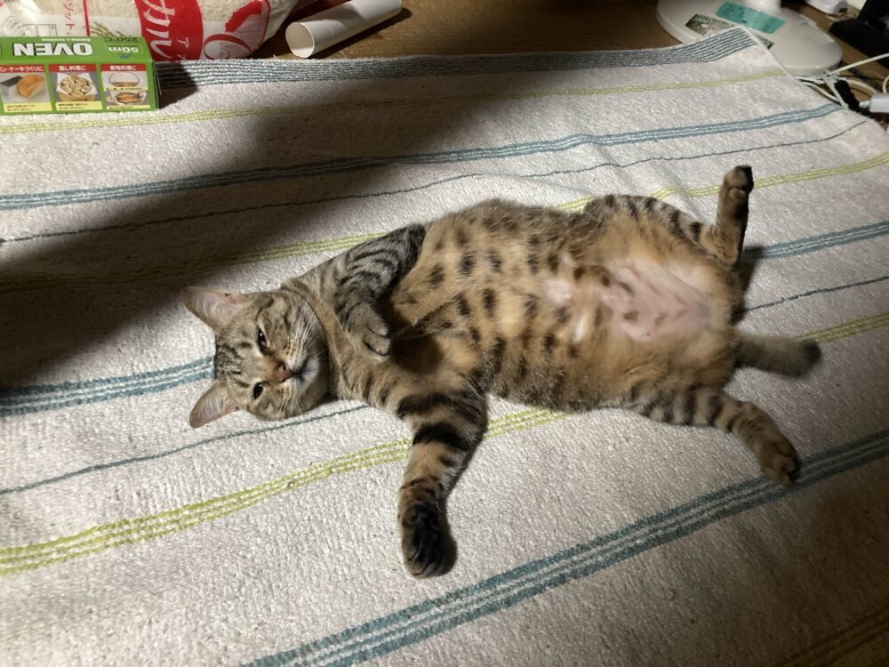 かっしー