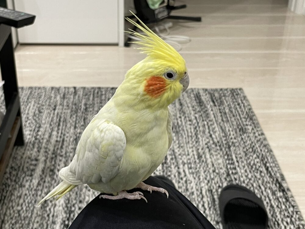 ツヅキ