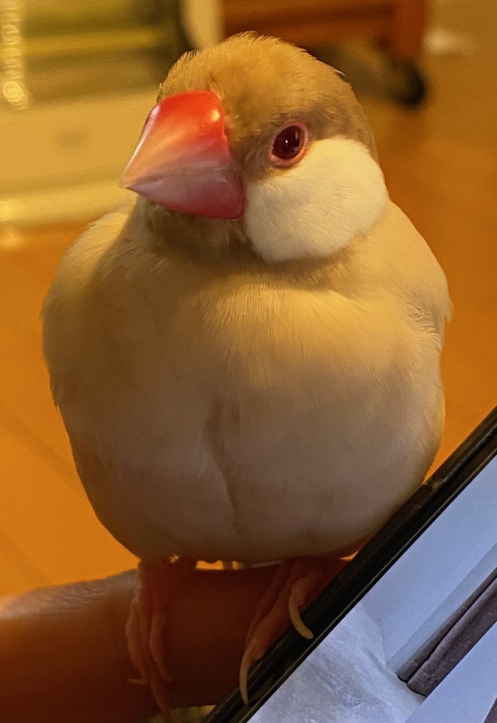 えり