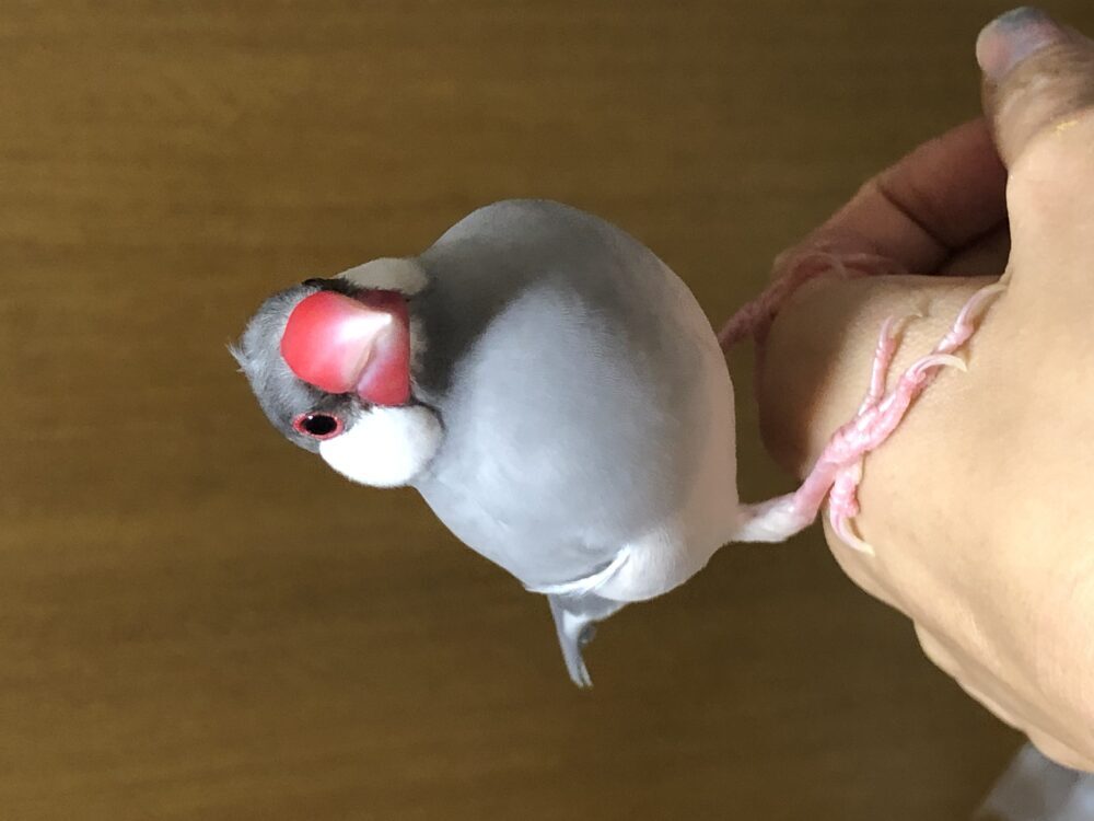 みう