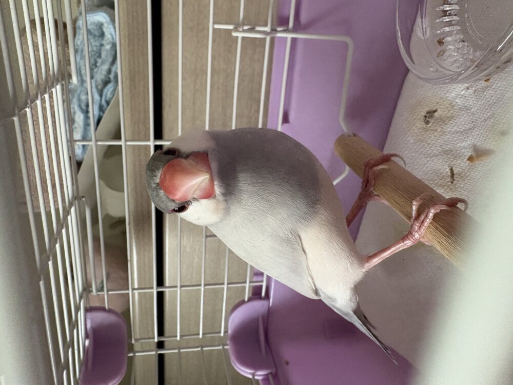 きな