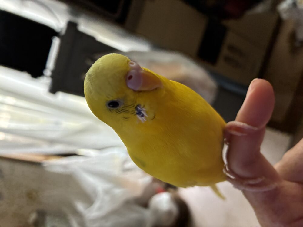 ネルケ