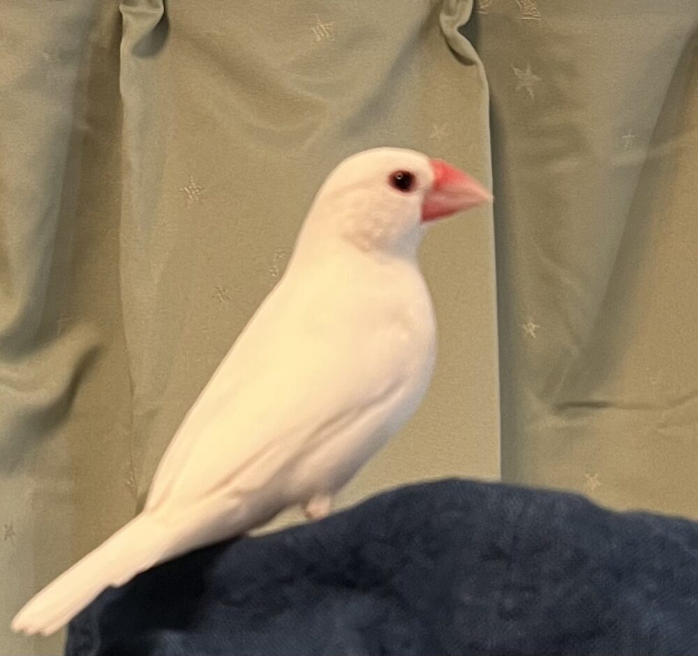 おまめ