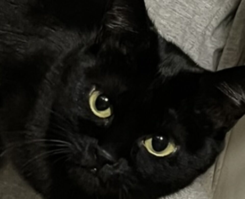 猫にゃんこ