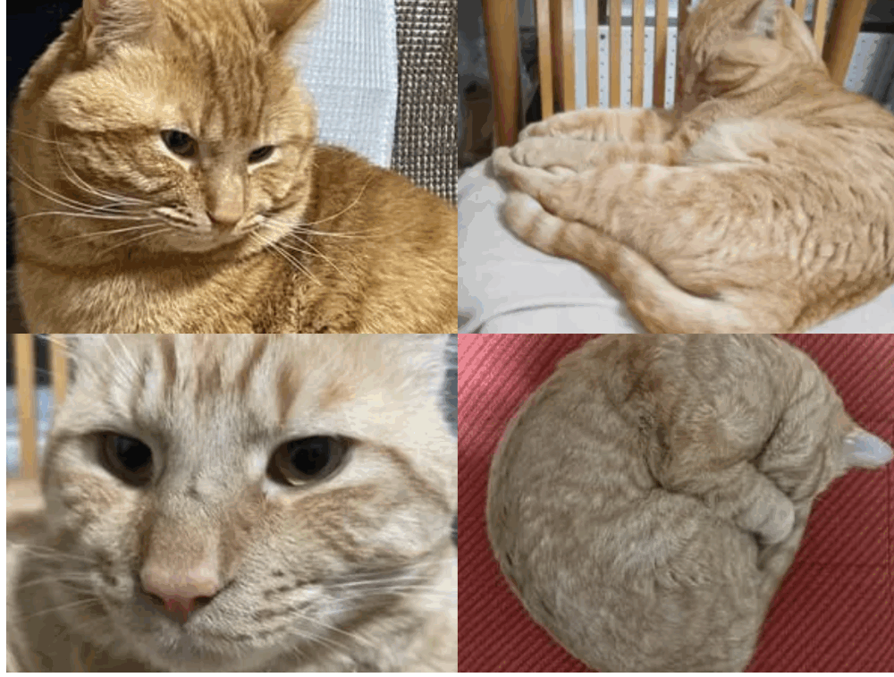 チビ太捜索中
