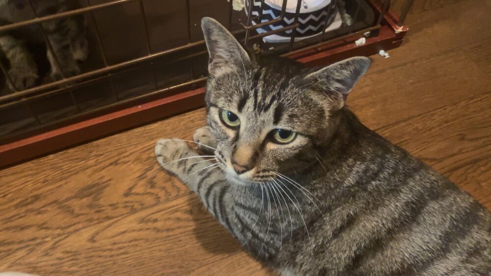 のももん