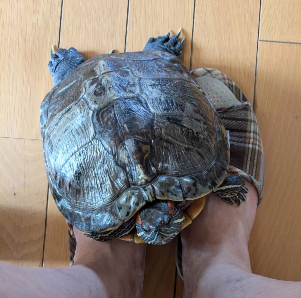 タカハシ