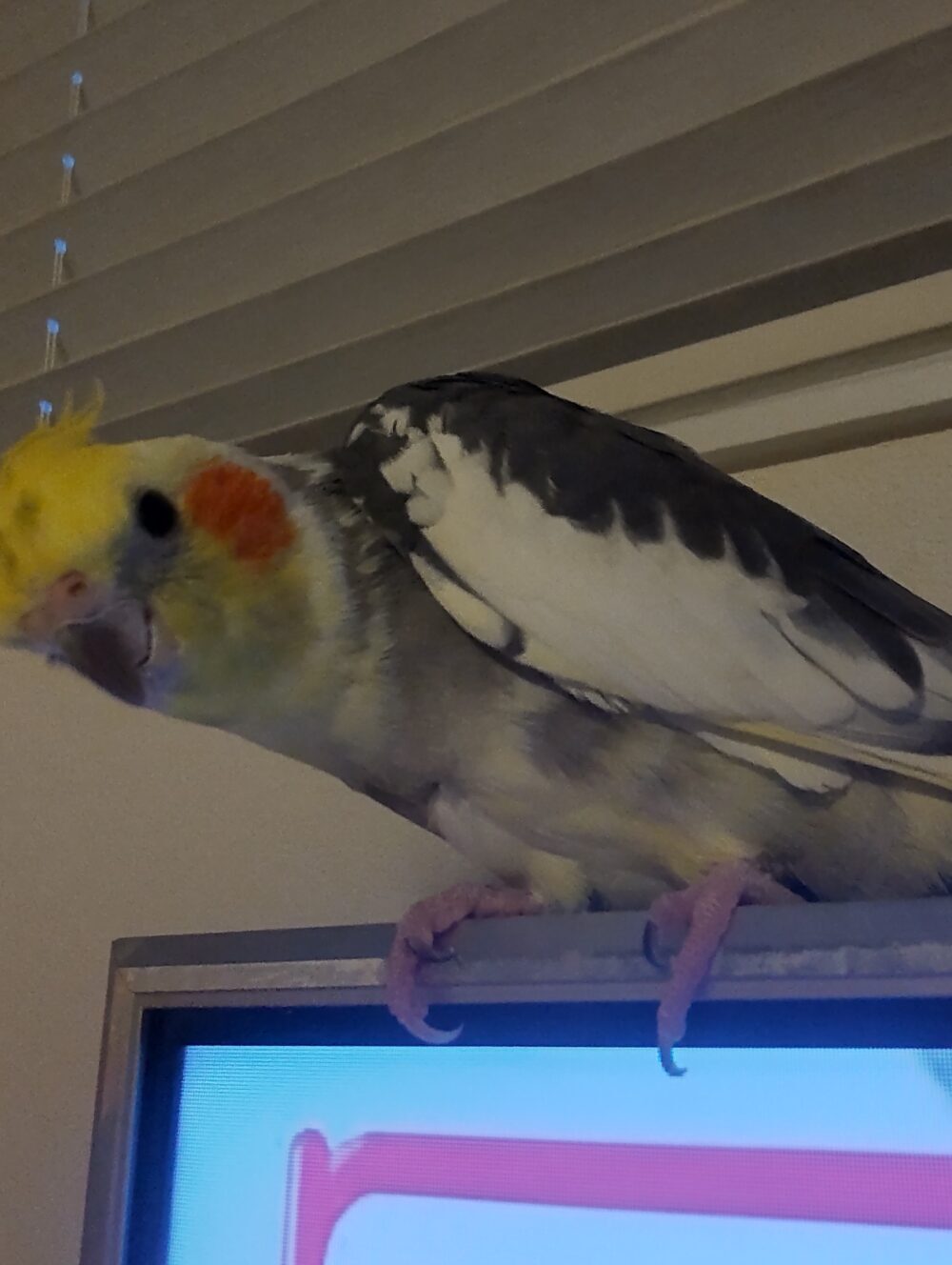 もっち