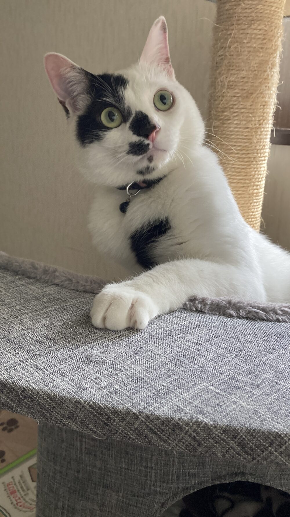 しらの