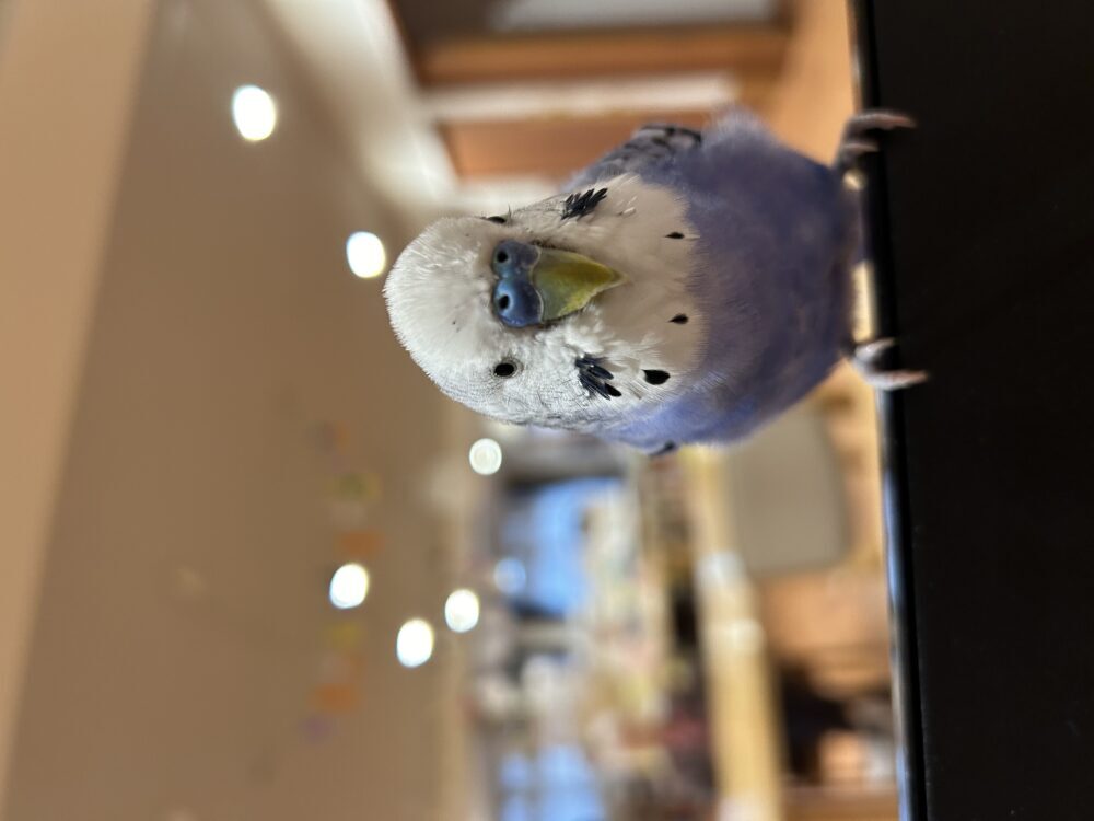 きこ