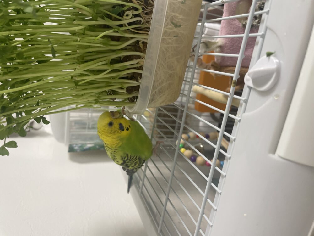 みかんよもぎ
