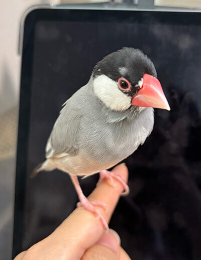 文鳥ママ