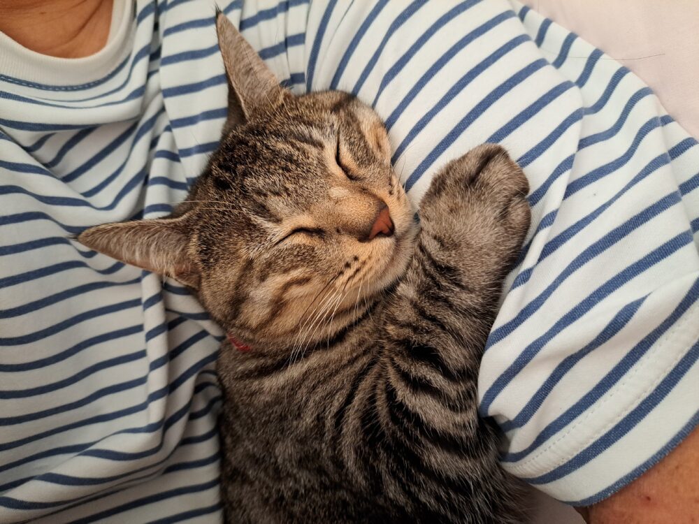 焼豚