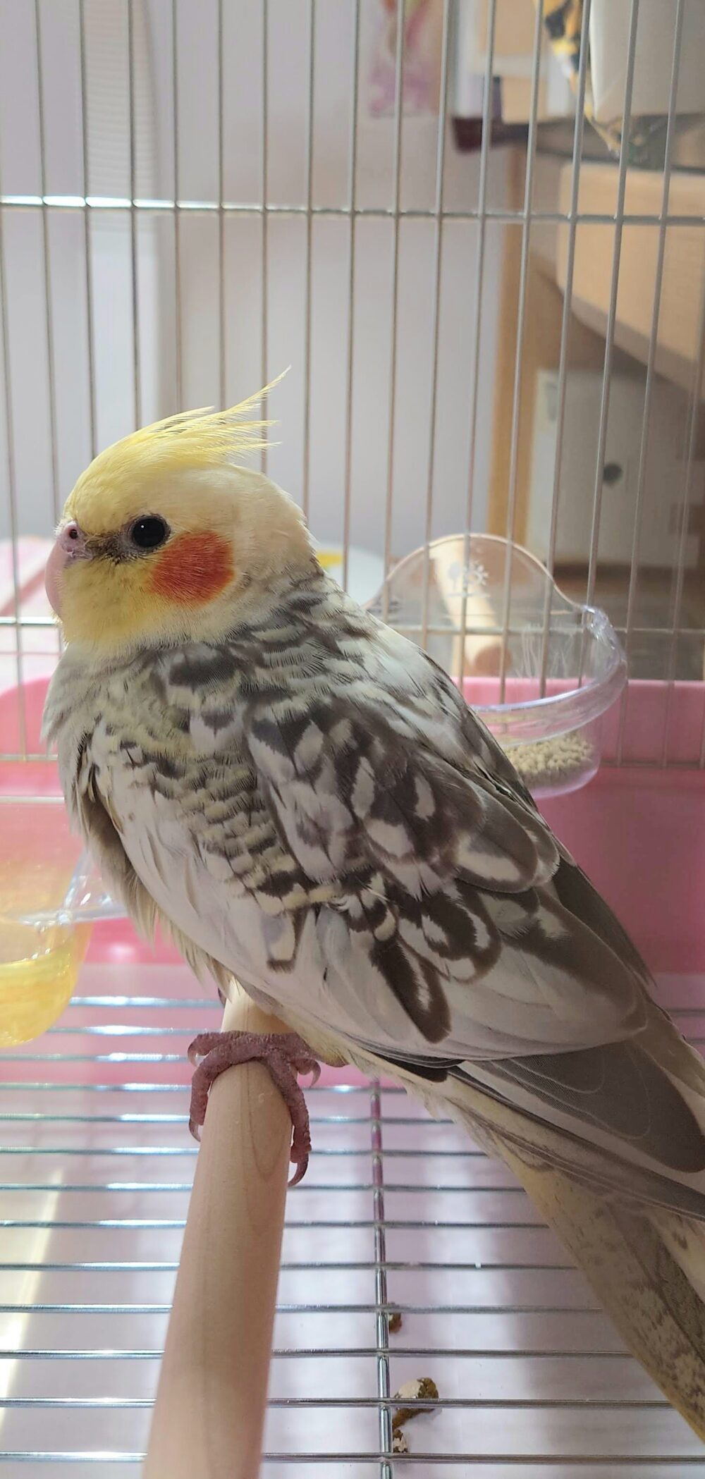 めぐ