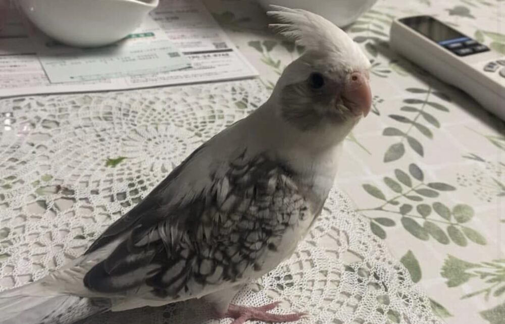 すう