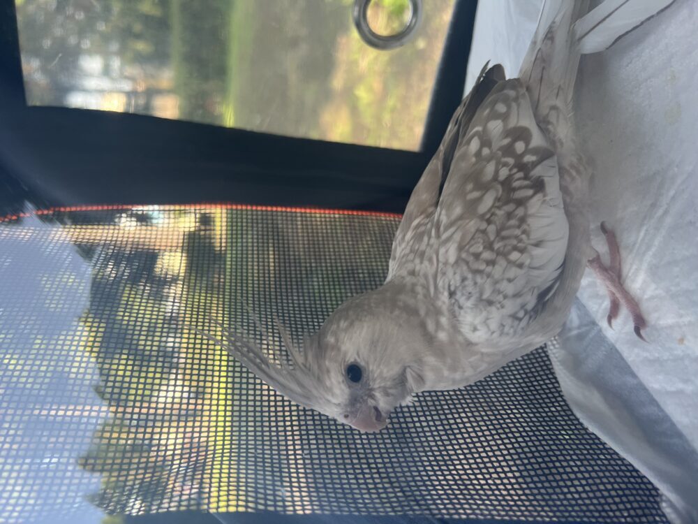 ツキママ