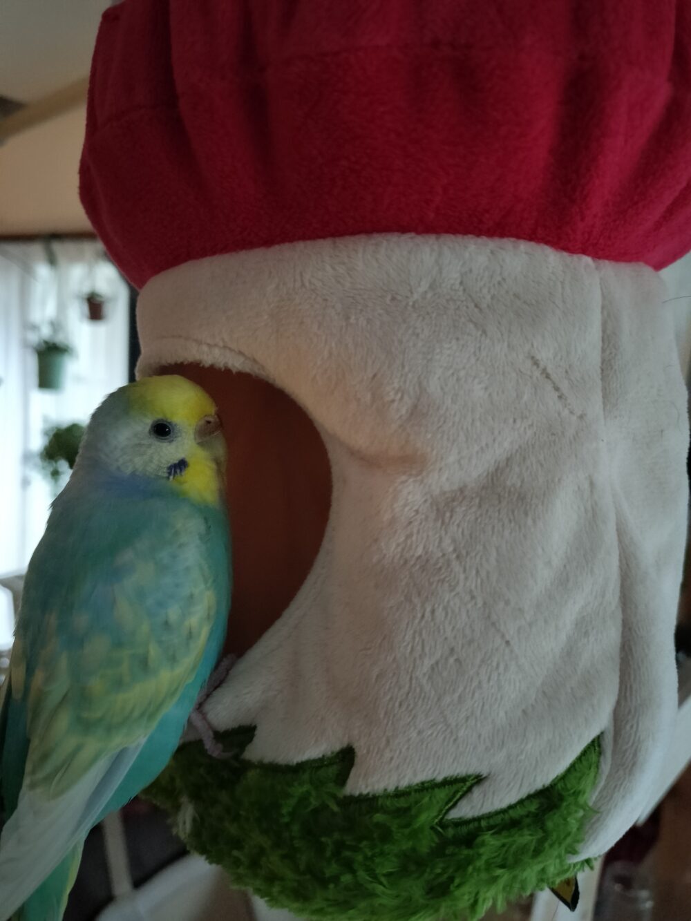 しえるぷー