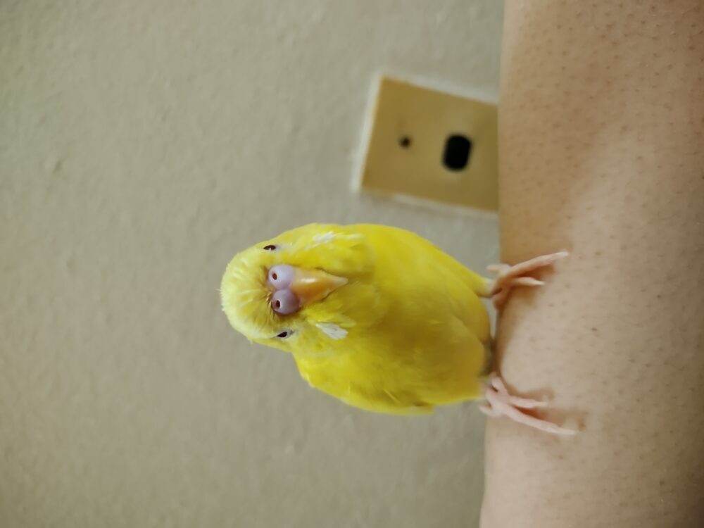 あき