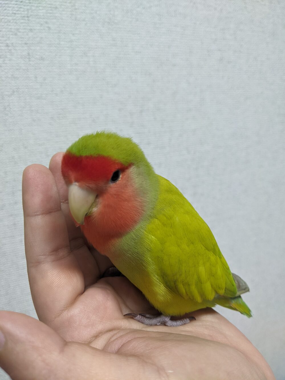 ズッカ