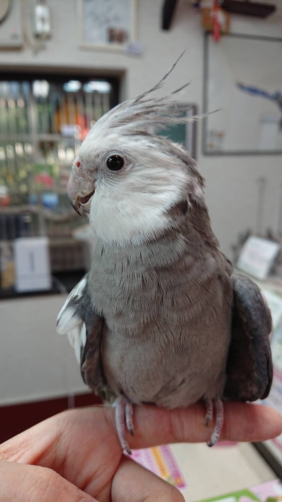 トコちゃんのママ