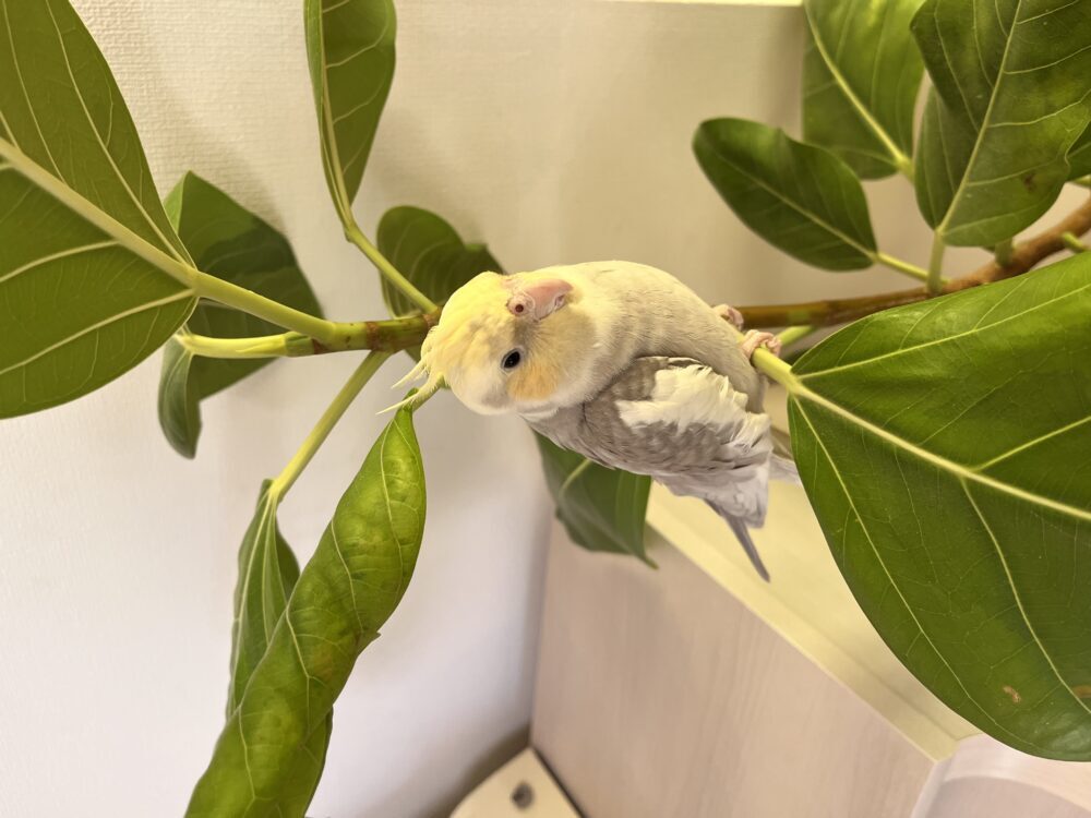 まつ