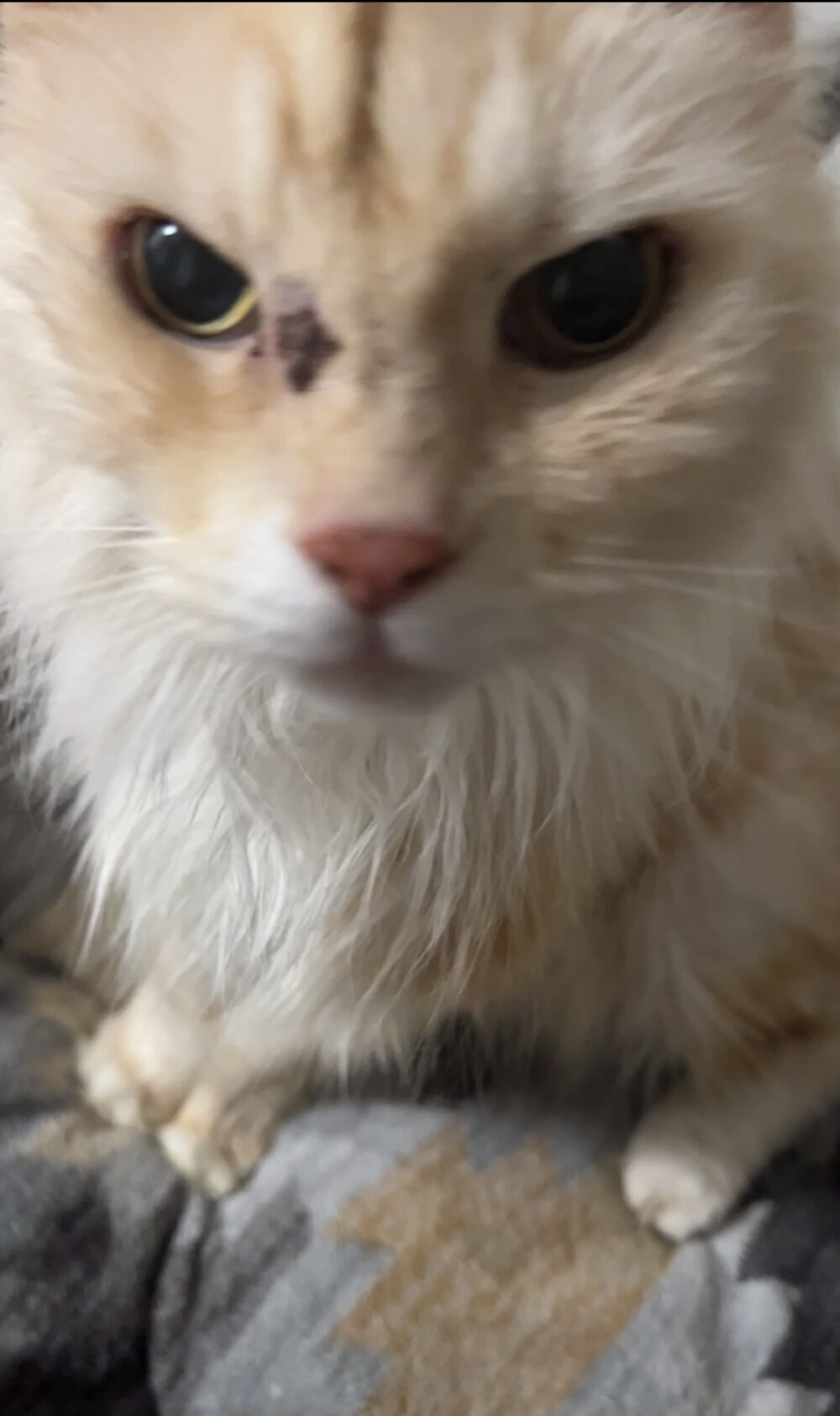 森永