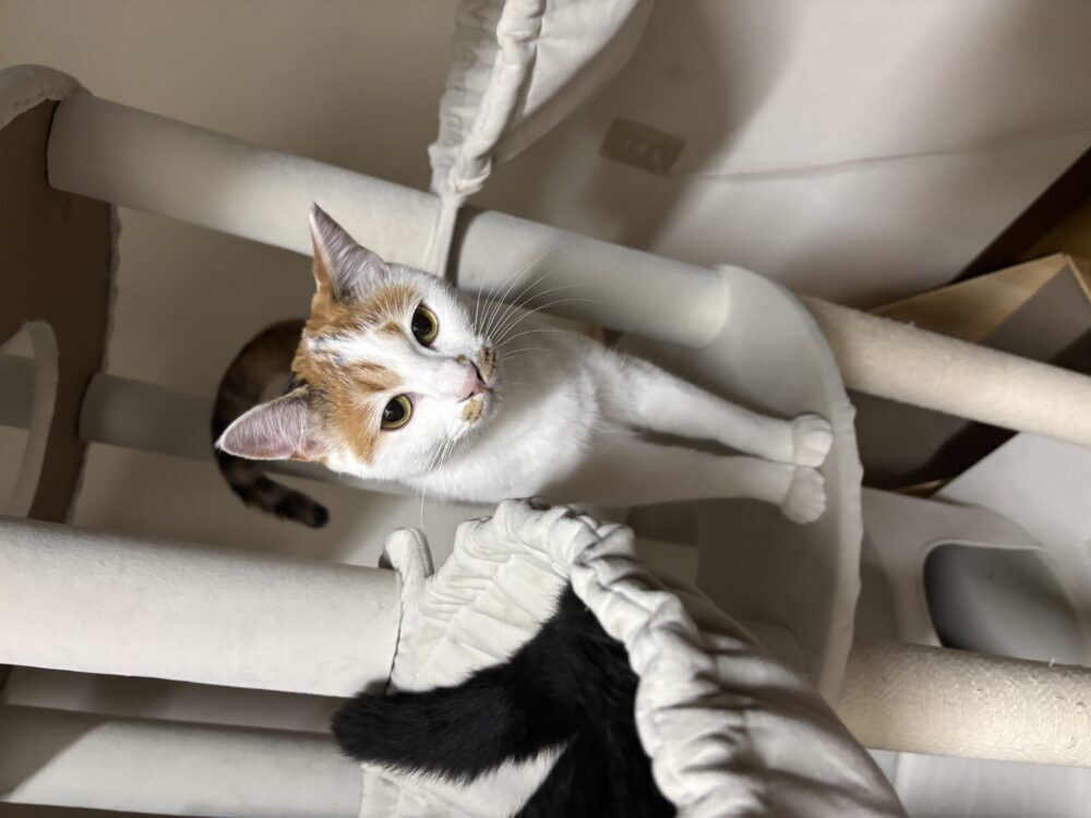 ナナ
