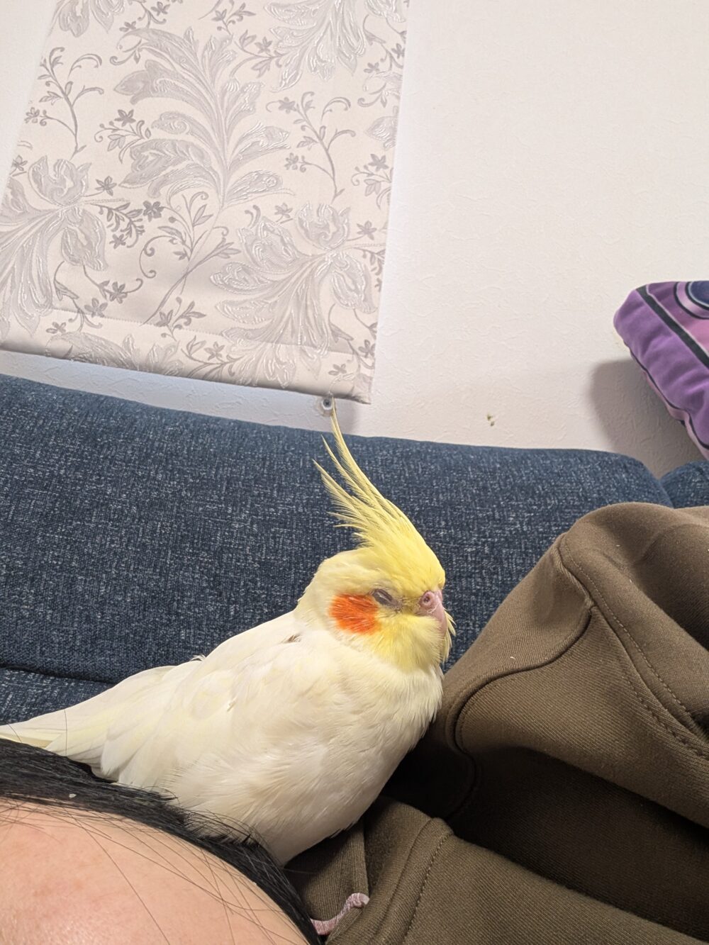 みみか
