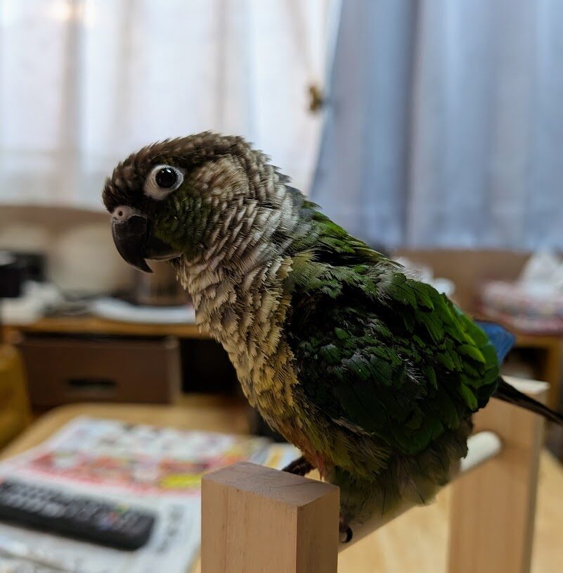 ちよすけ