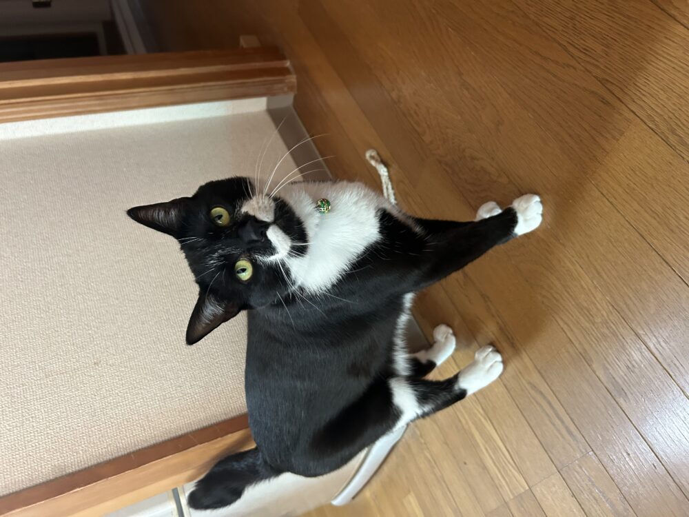 ごん