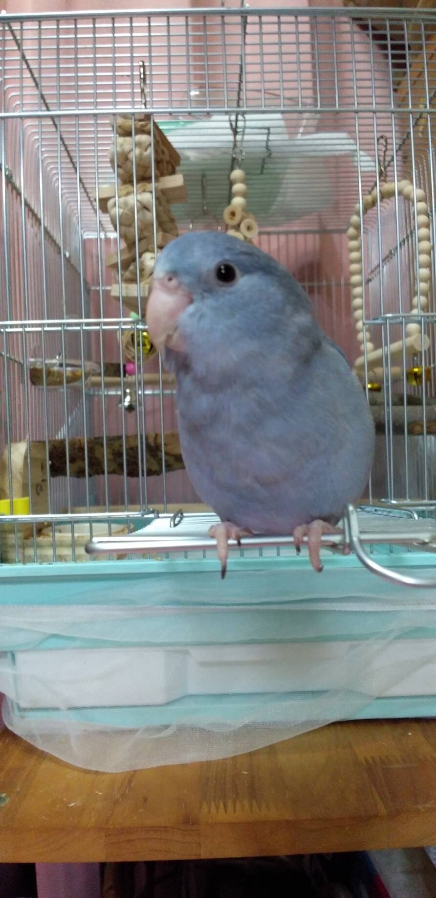 ネムリ