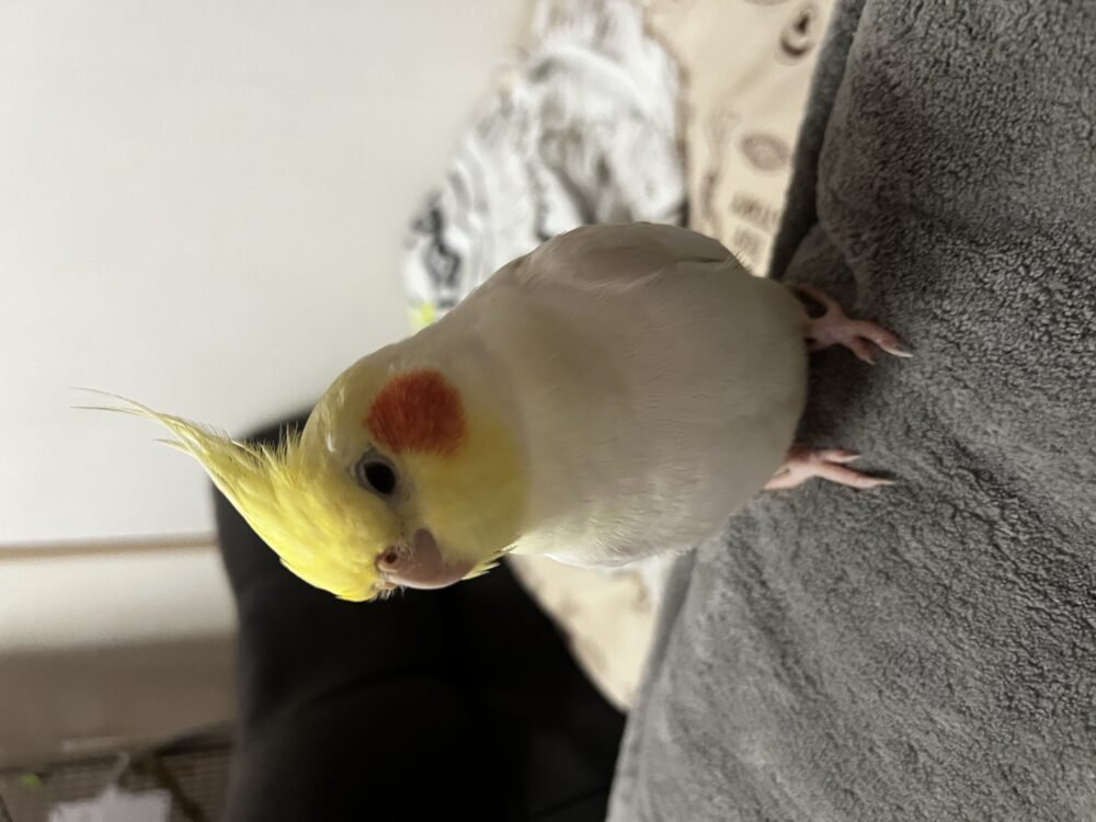 こたに
