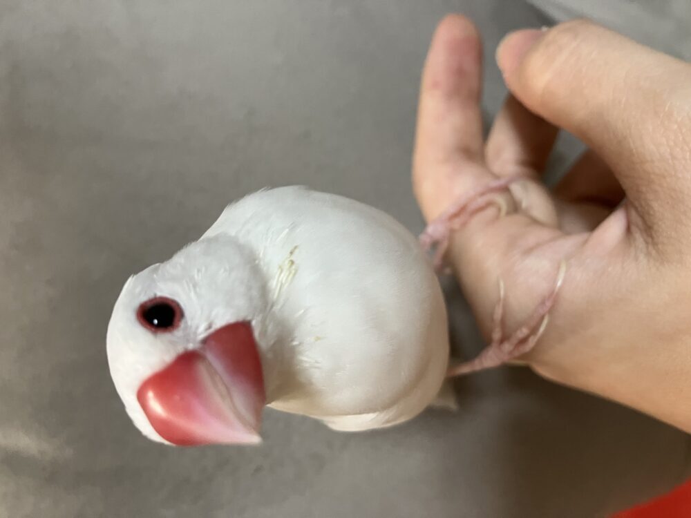 sushi.r