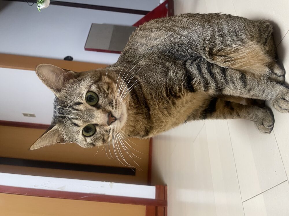 こんぶちゃん探しています！