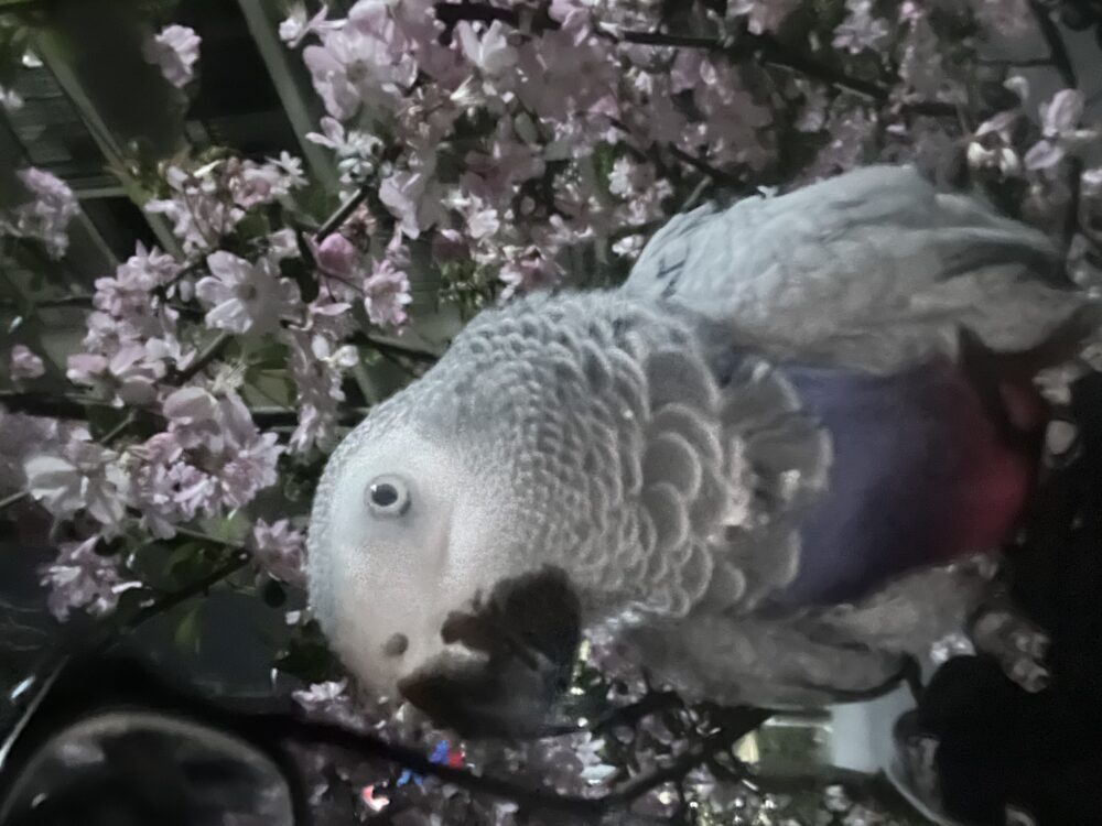 オカダ