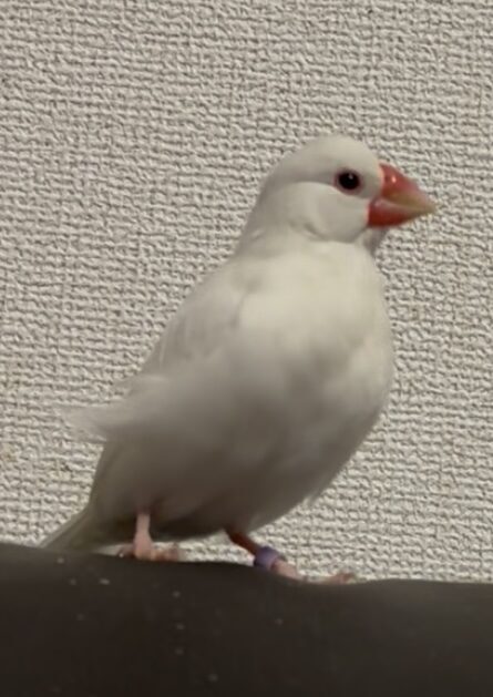 ほんだ