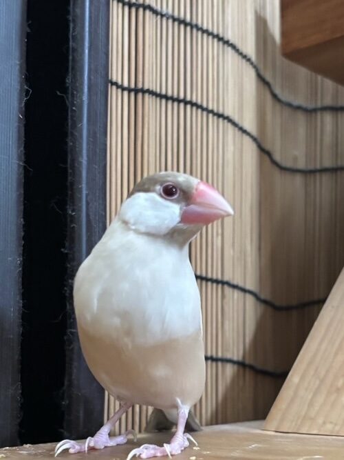 こみ