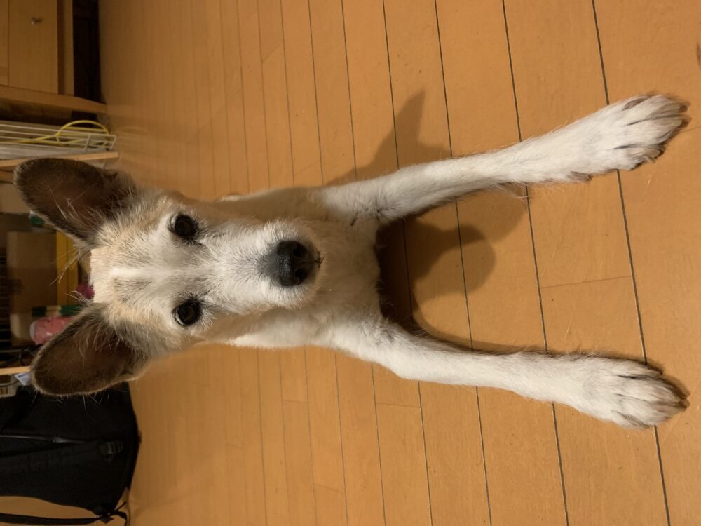 ミニワン