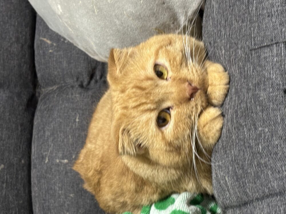 さ