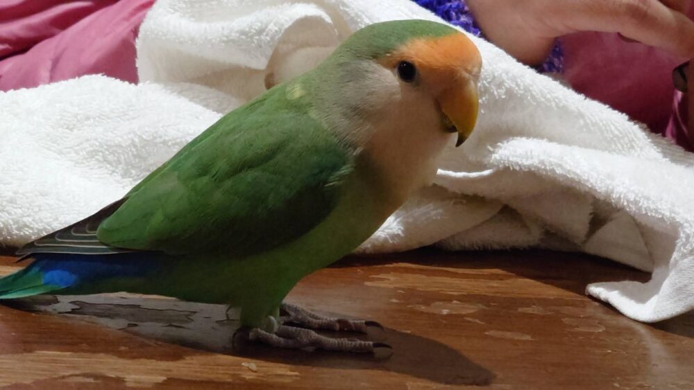 いいちご