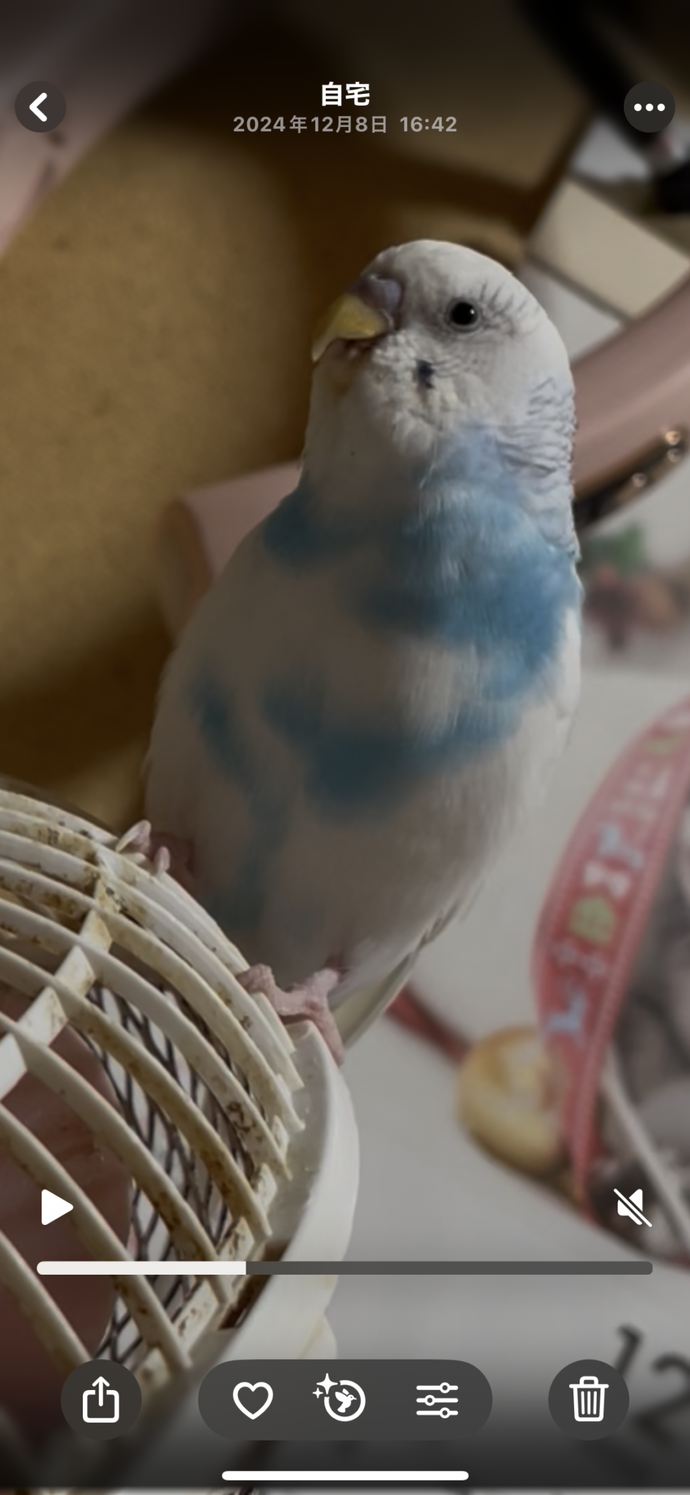 真凛