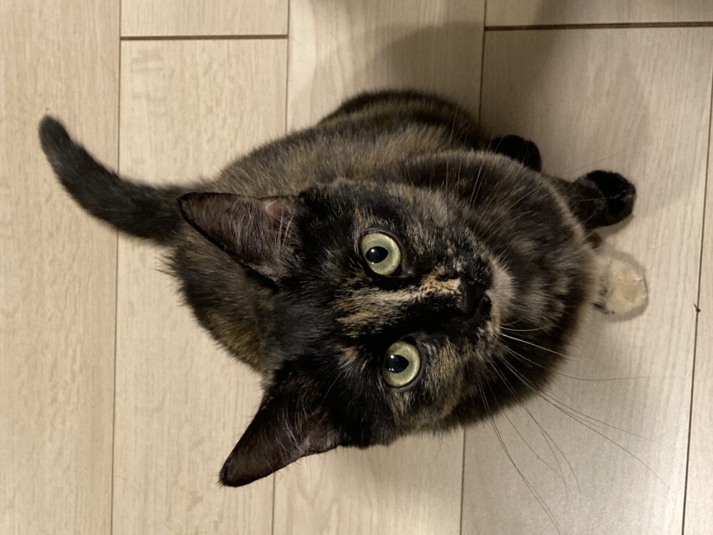 あね