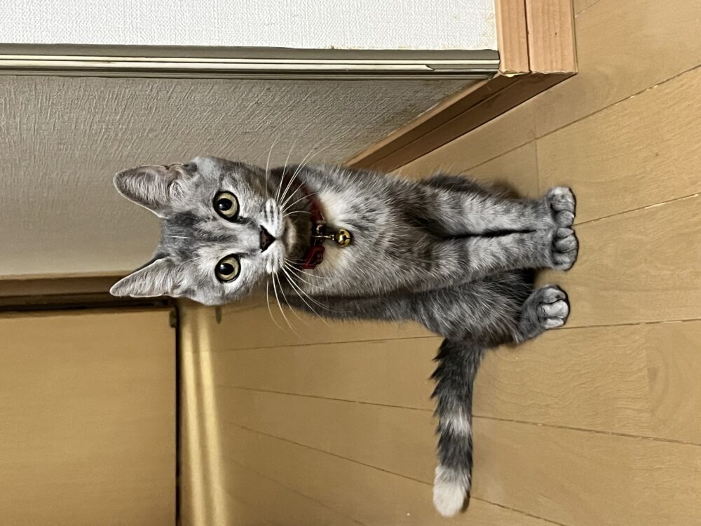 まこと