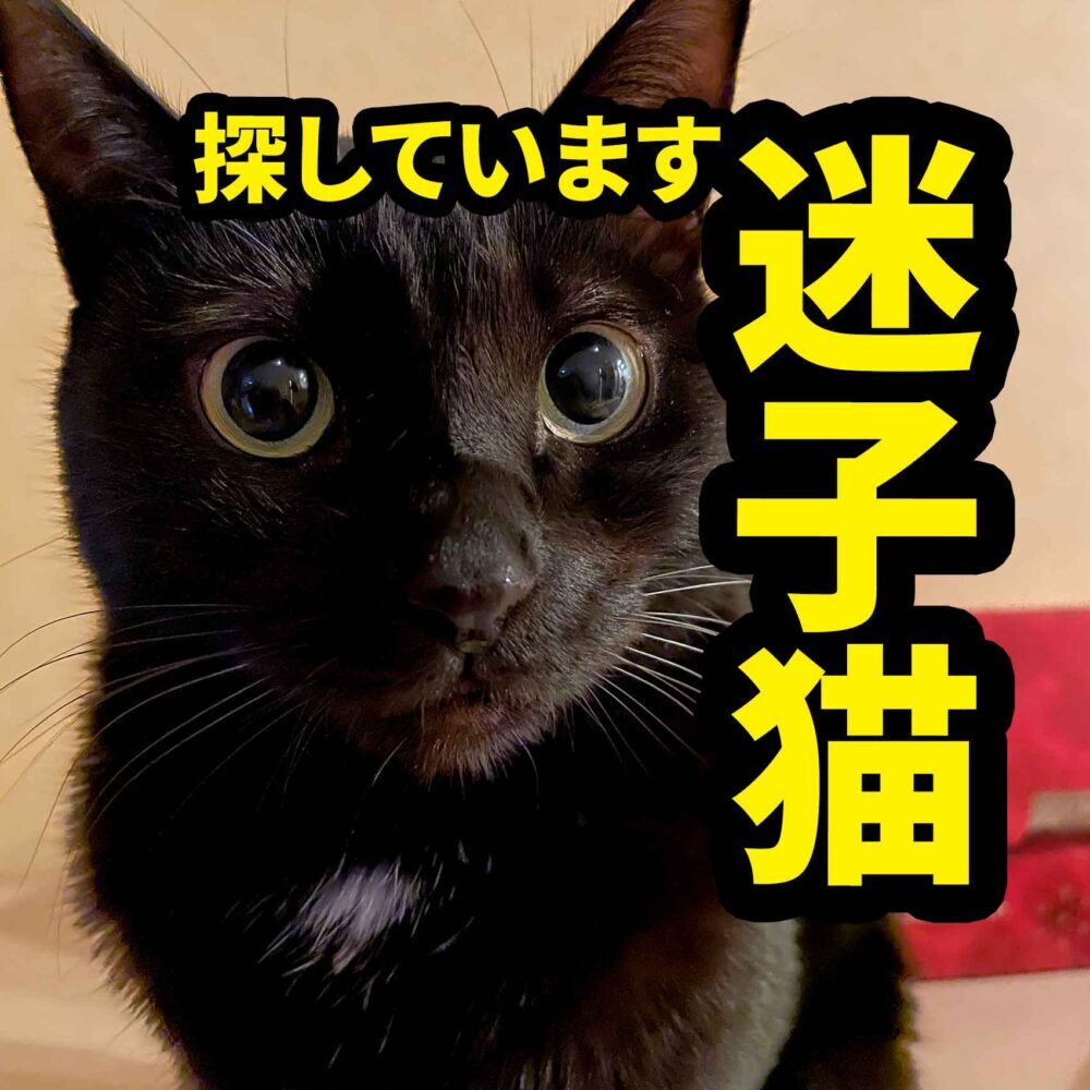 さかもとタウザー