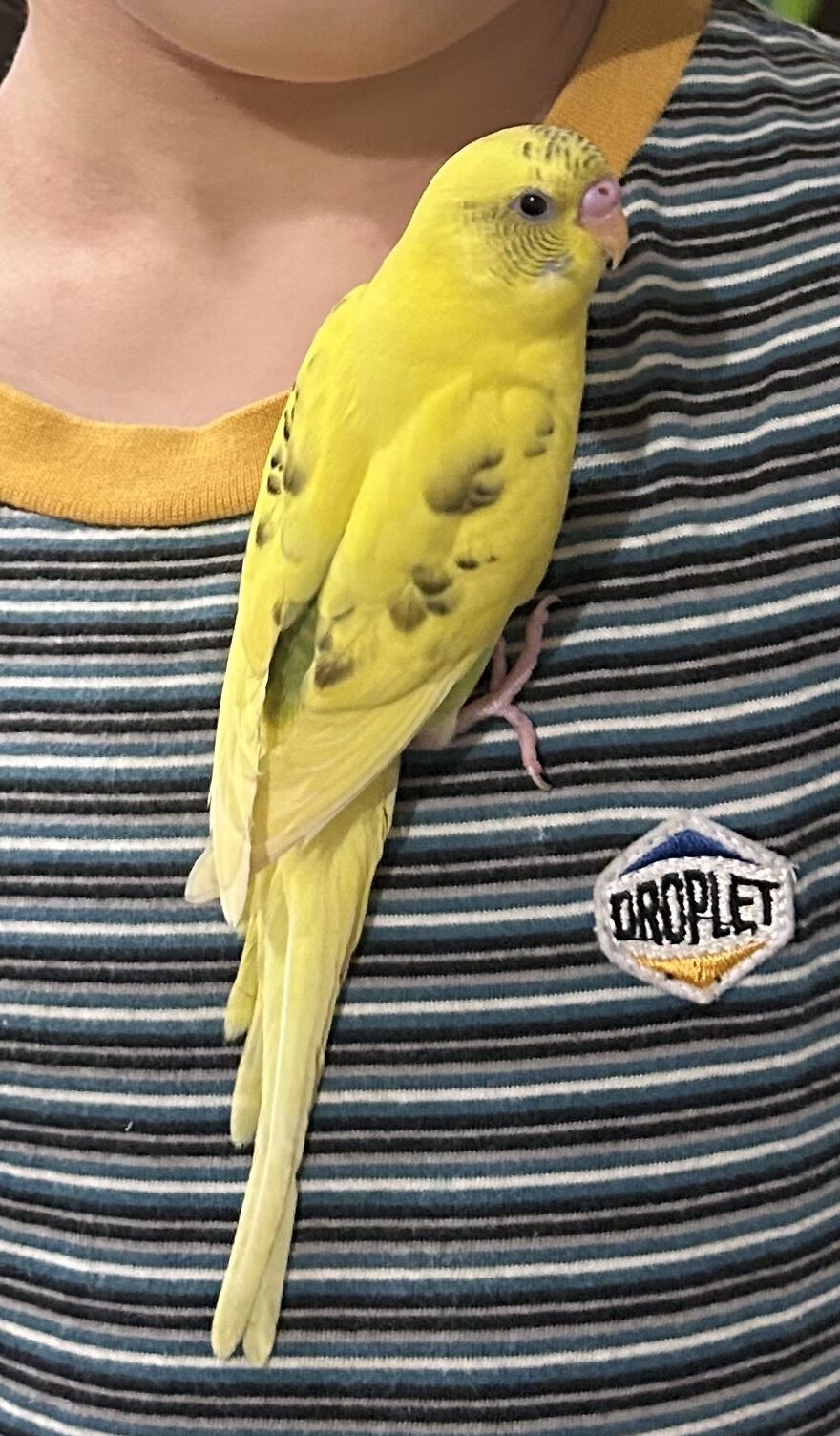 よこ